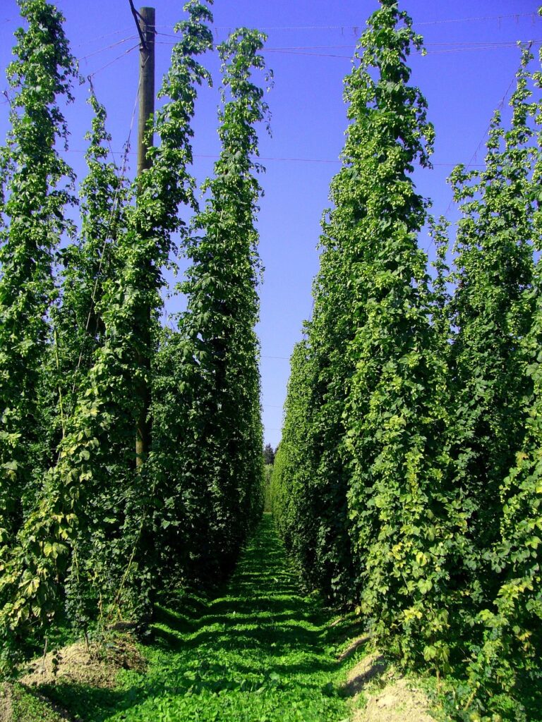 piantagioni di luppolo
